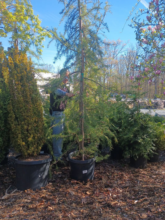 Cedrus 'Kashmir' - Deodar Cedar