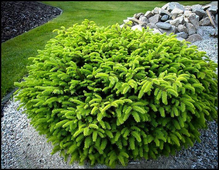 Picea 'Nidiformis'