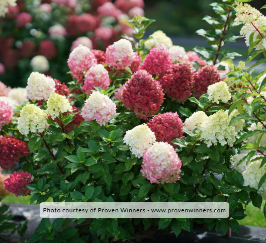 Hydrangea 'Little Lime Punch'