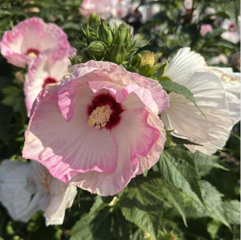 Hibiscus 'Ballet Slippers'