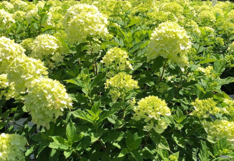 Hydrangea 'Little Lime'