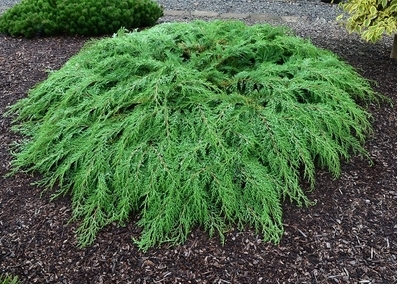 Microbiota decussata - Russian Cypress