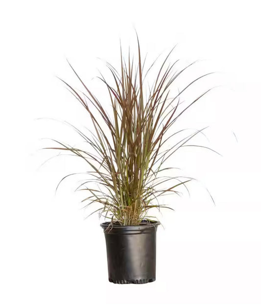 Fall Grasses