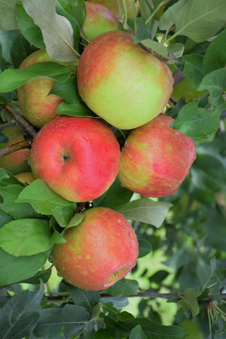 Malus 'Honeycrisp' #7