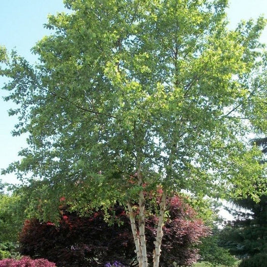 Betula Nigra 'Heritage'