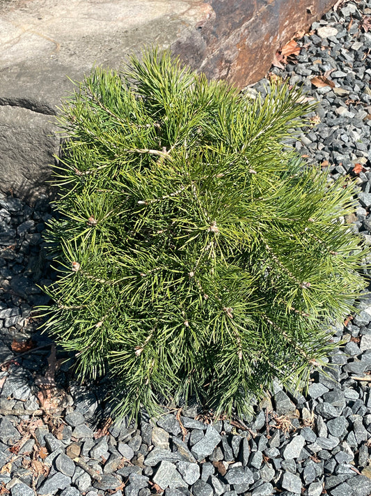 Pinus sylvestris 'Hillside Creeper'