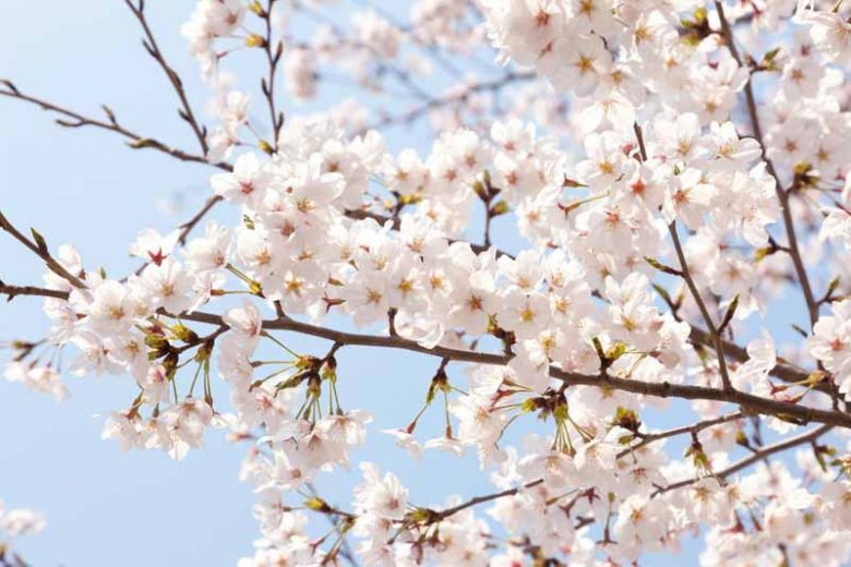 Prunus x yedoensis - Yoshino