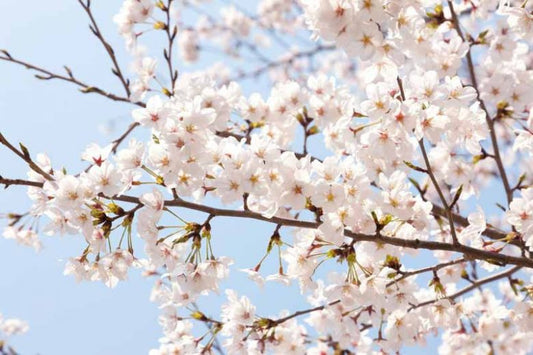 Prunus x yedoensis