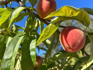 Prunus 'Red Haven' Peach #7
