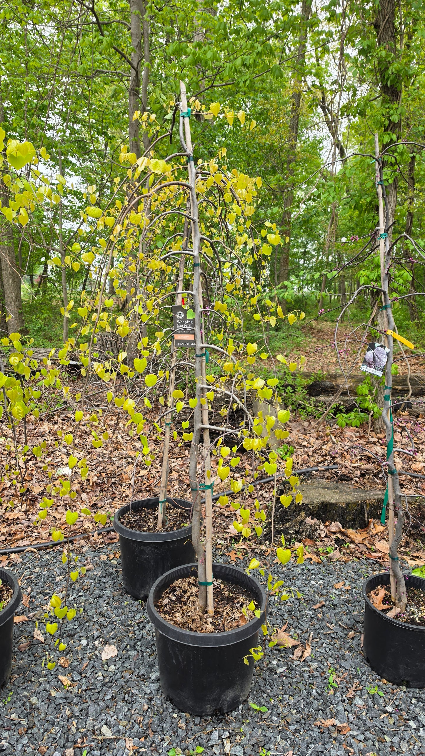 Eastern Redbud -  Cercis Canadensis