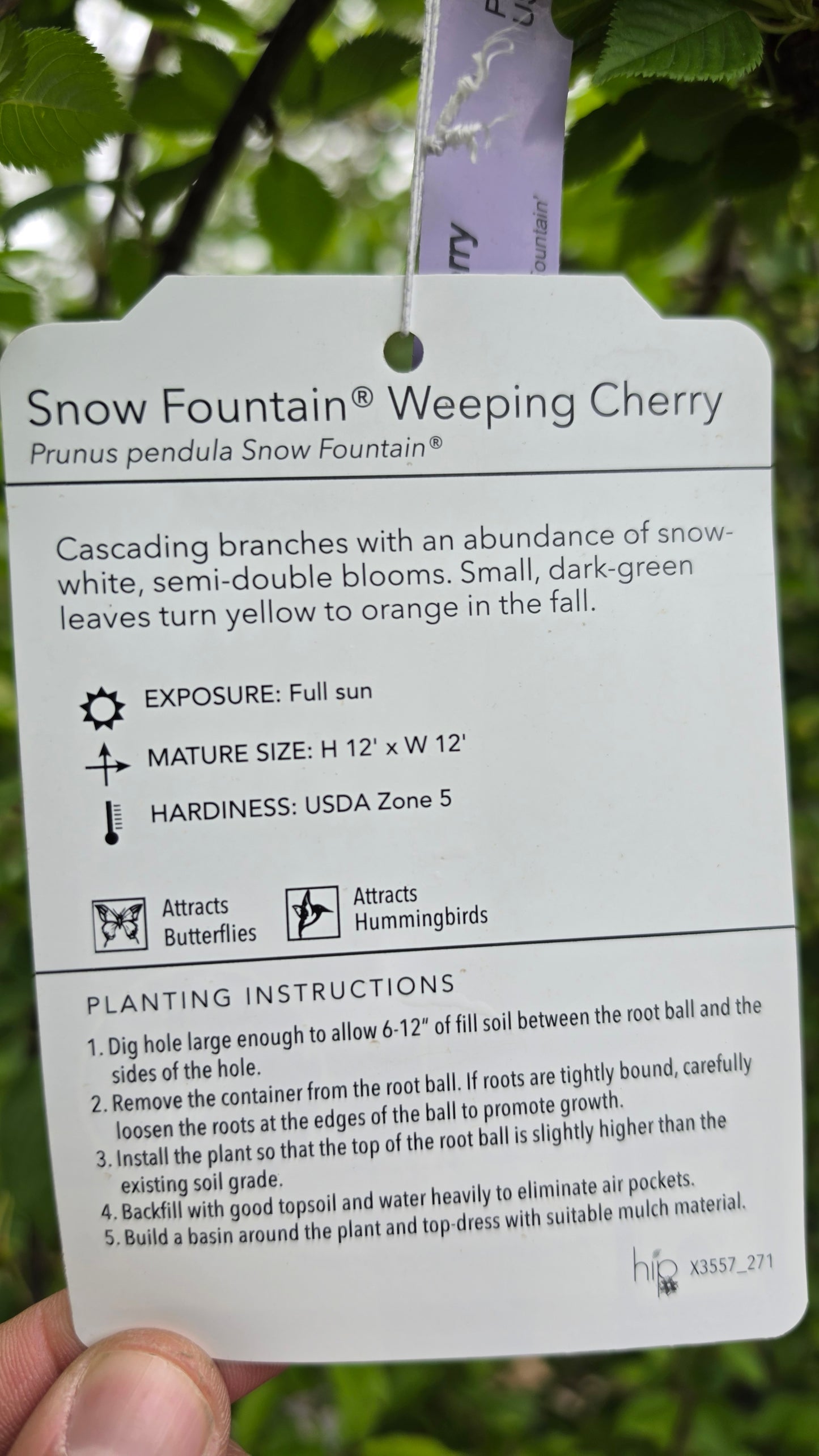 Prunus Snow Fountain - Weeping Cherry