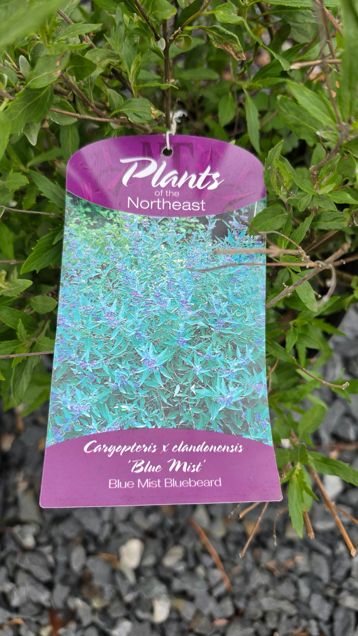 Caryopteris - Bluebeard