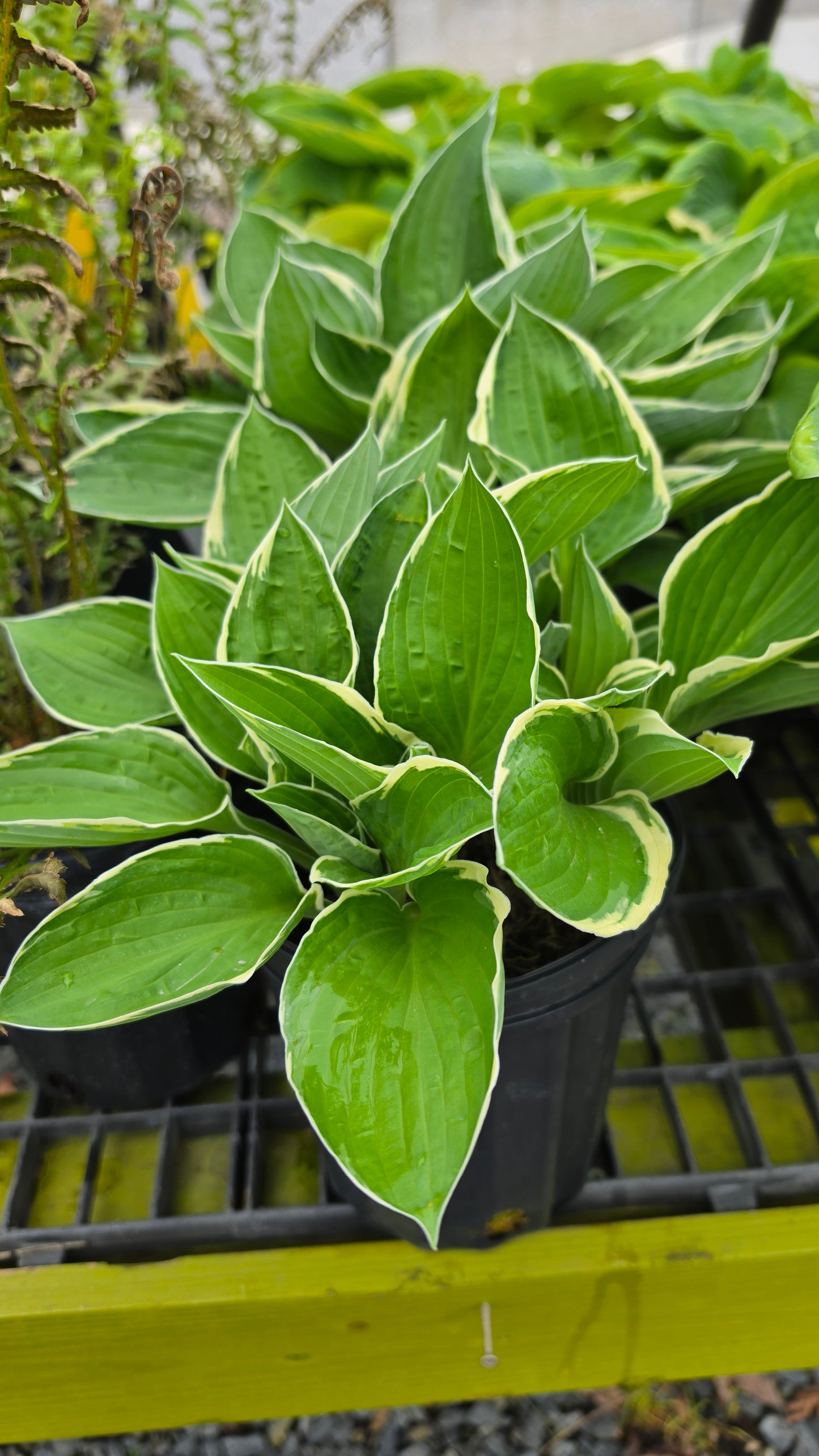Hosta