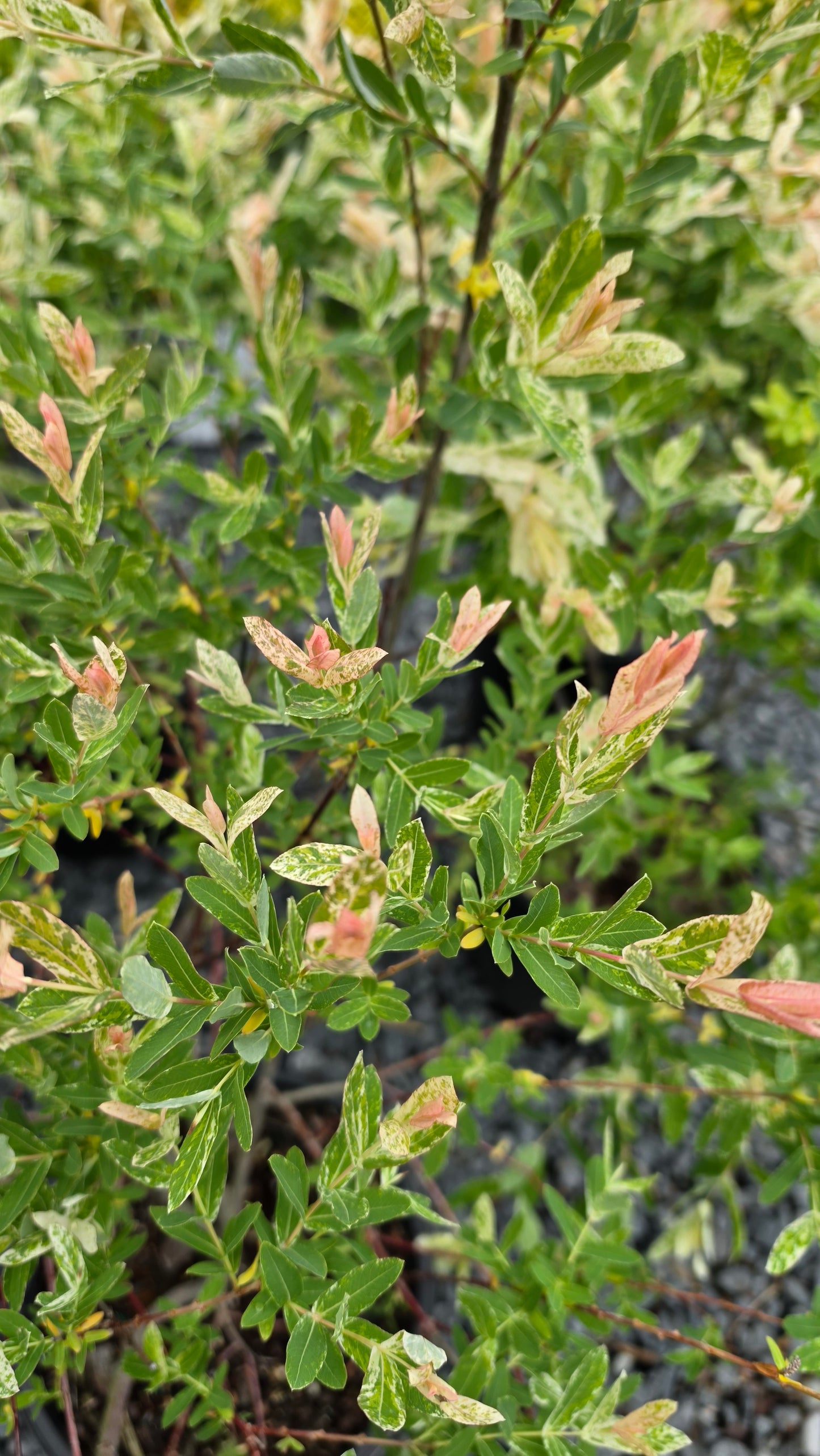 Salix 'Hakuro Nishiki' - Dappled Willow