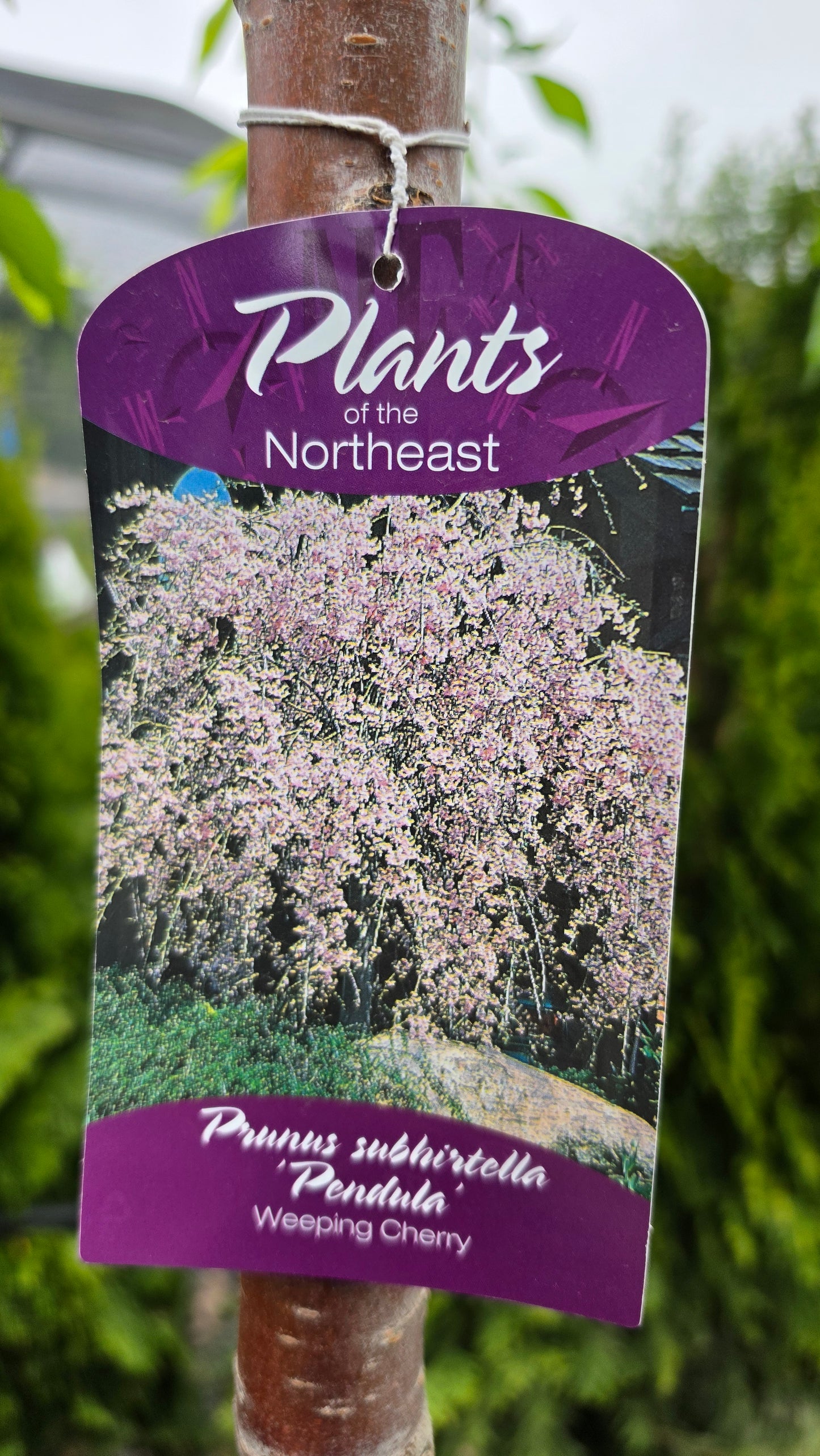 Prunus 'Pendula'