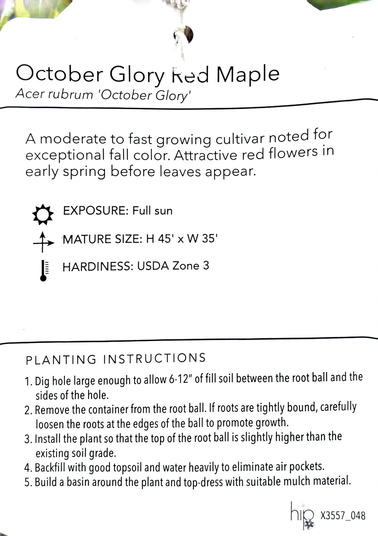 Acer rubrum 'October Glory' - Red Maple