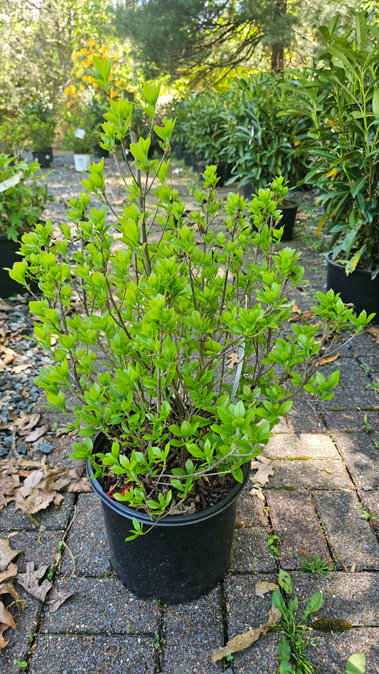 Clethra alnifolia 'Sixteen Candles'