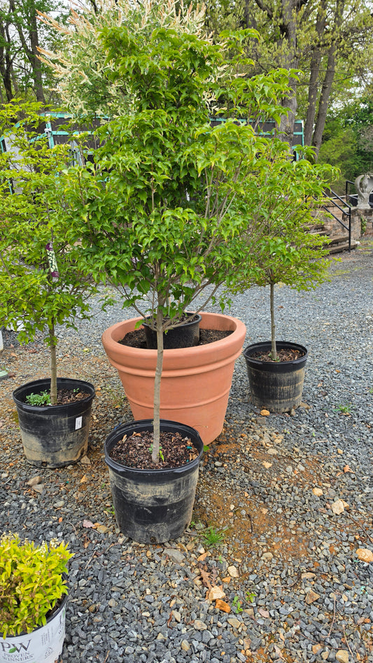 Cornus 'Chinensis'