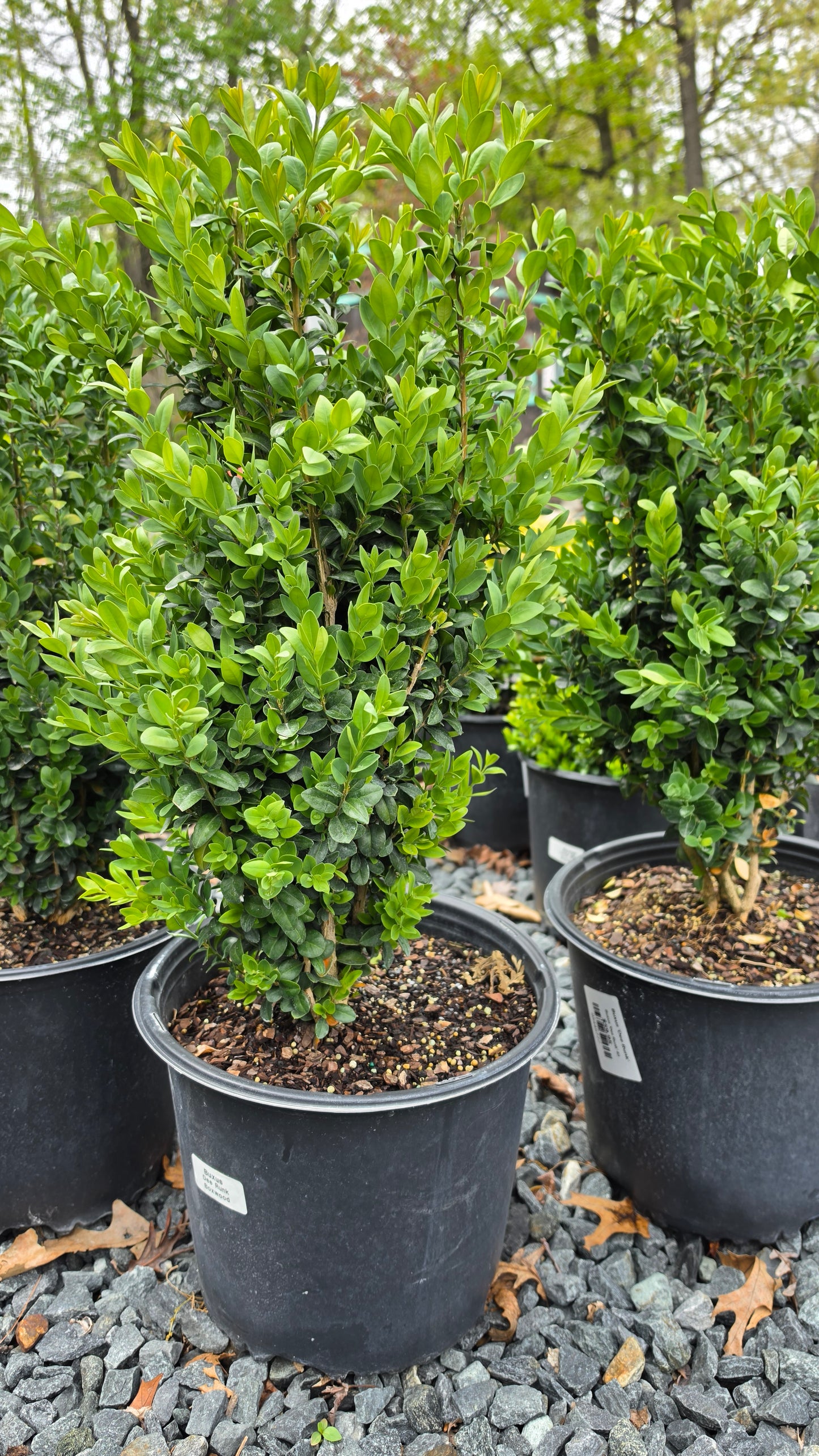 Buxus 'Dee Runk'