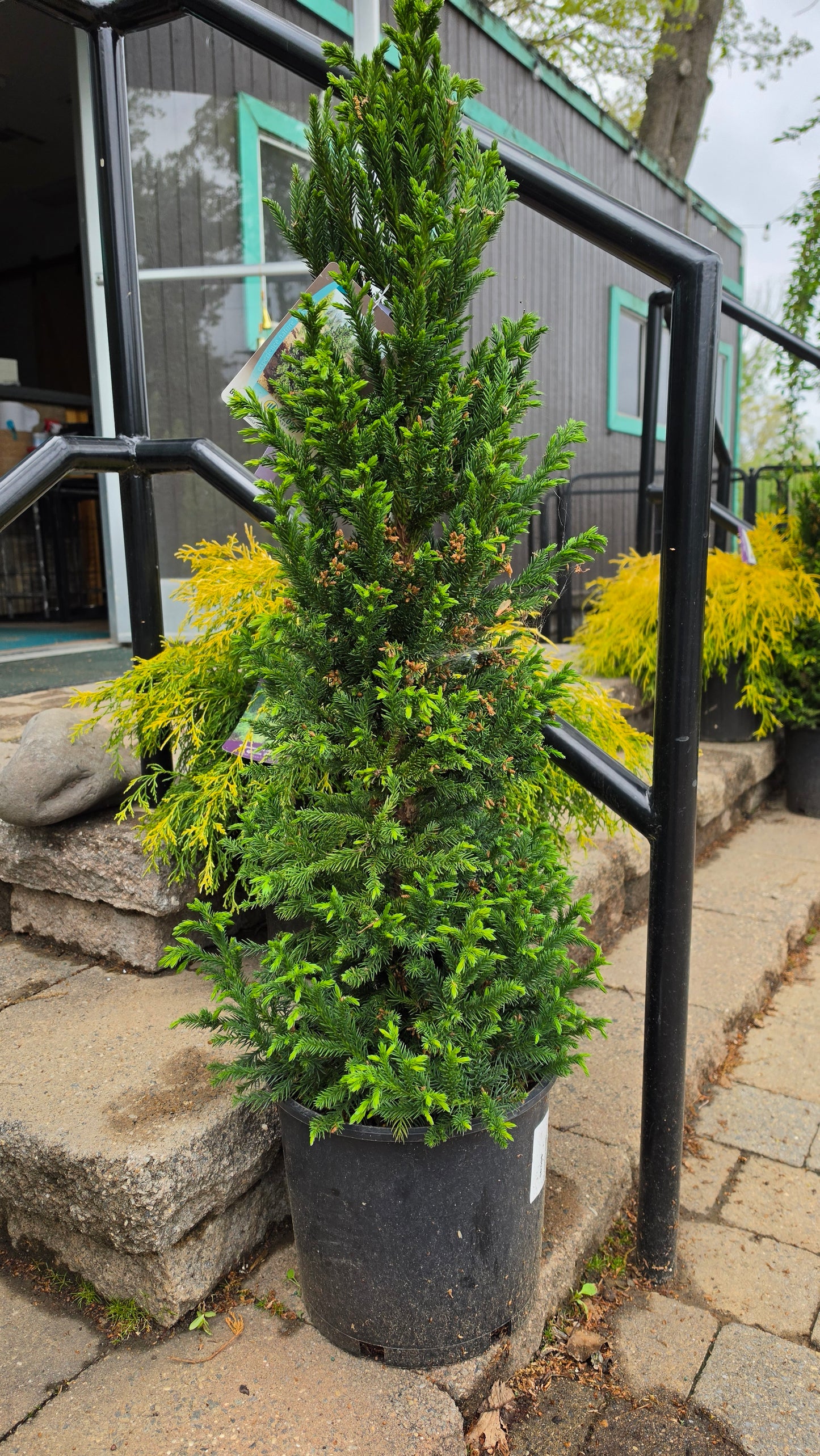 Cryptomeria japonica 'Black Dragon' #3