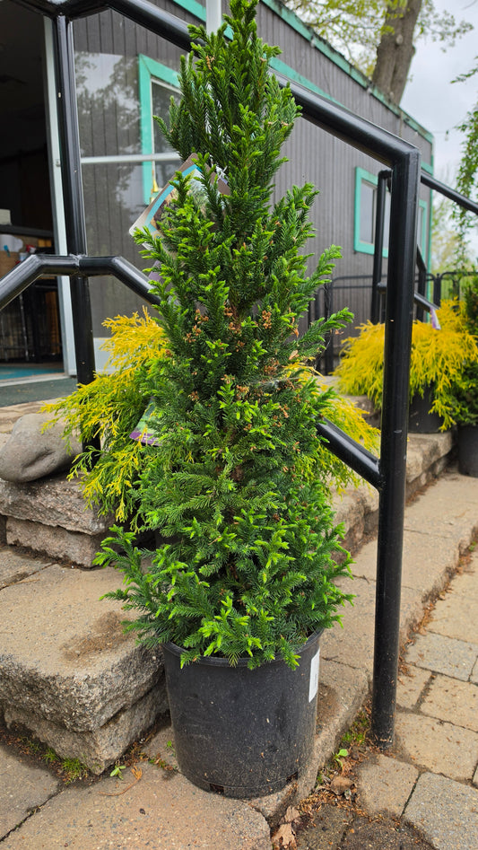 Cryptomeria japonica 'Black Dragon' #3