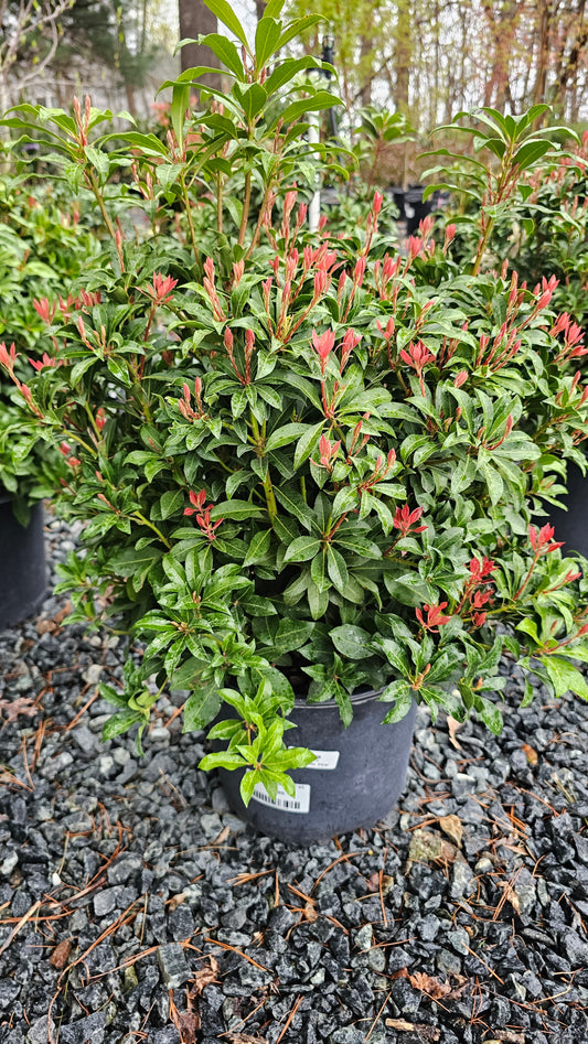 Pieris 'Mountain Fire'