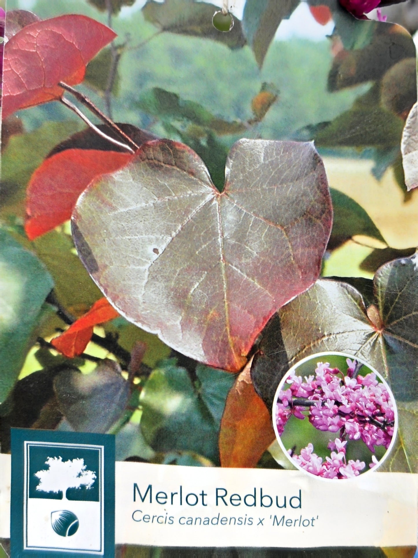 Eastern Redbud -  Cercis Canadensis
