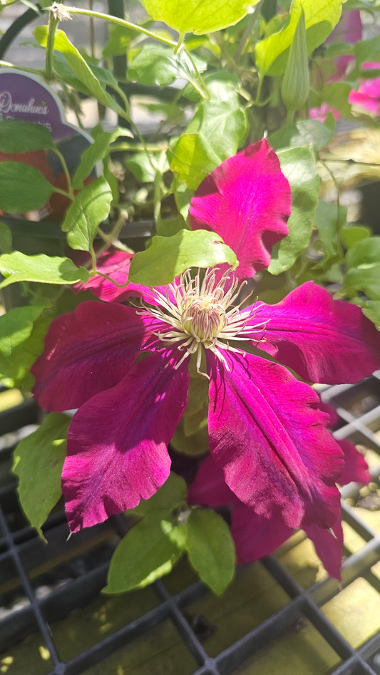 Clematis -  Flowering Vine