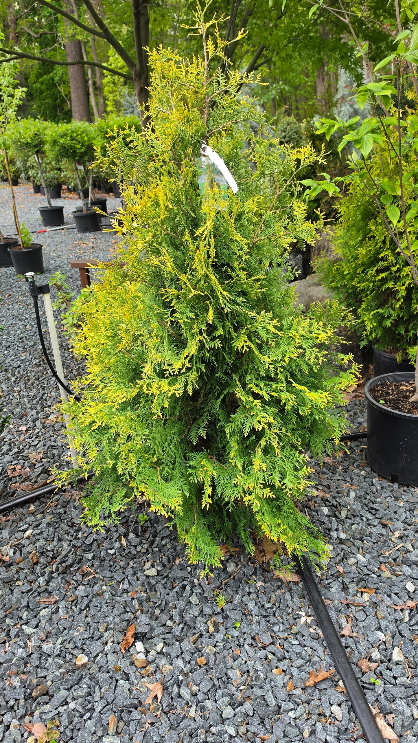 Thuja 'Yellow Ribbon' - Arborvitae Shrub