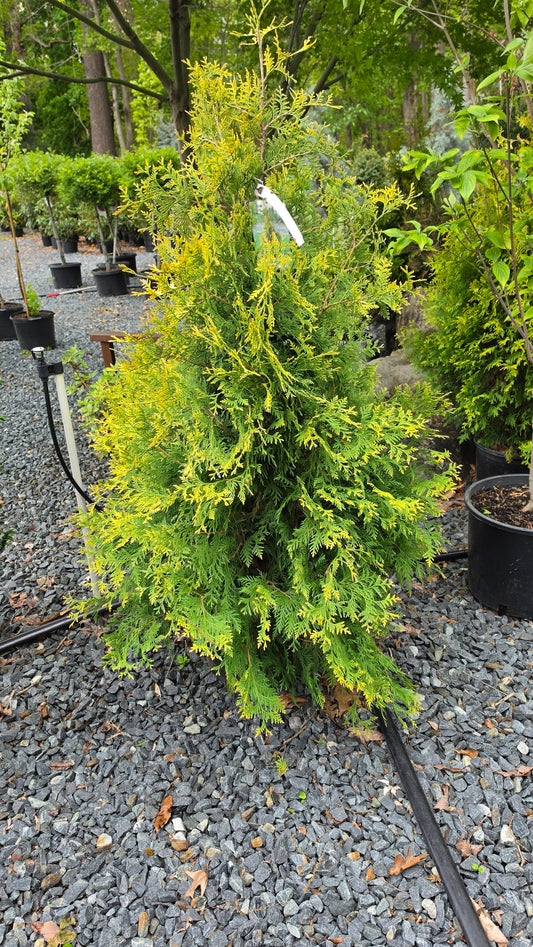 Thuja 'Yellow Ribbon' - Arborvitae Shrub