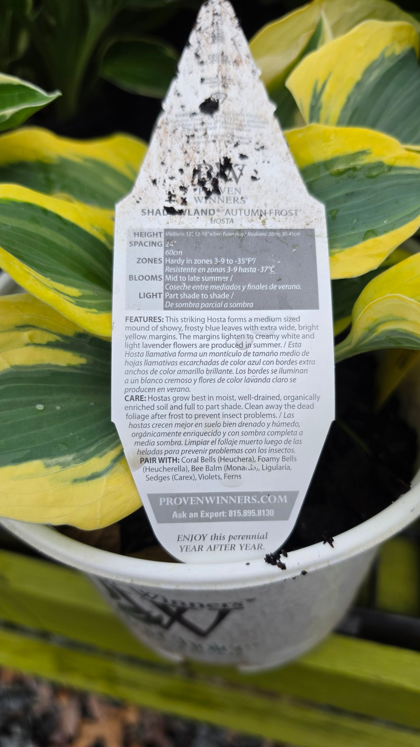 Hosta