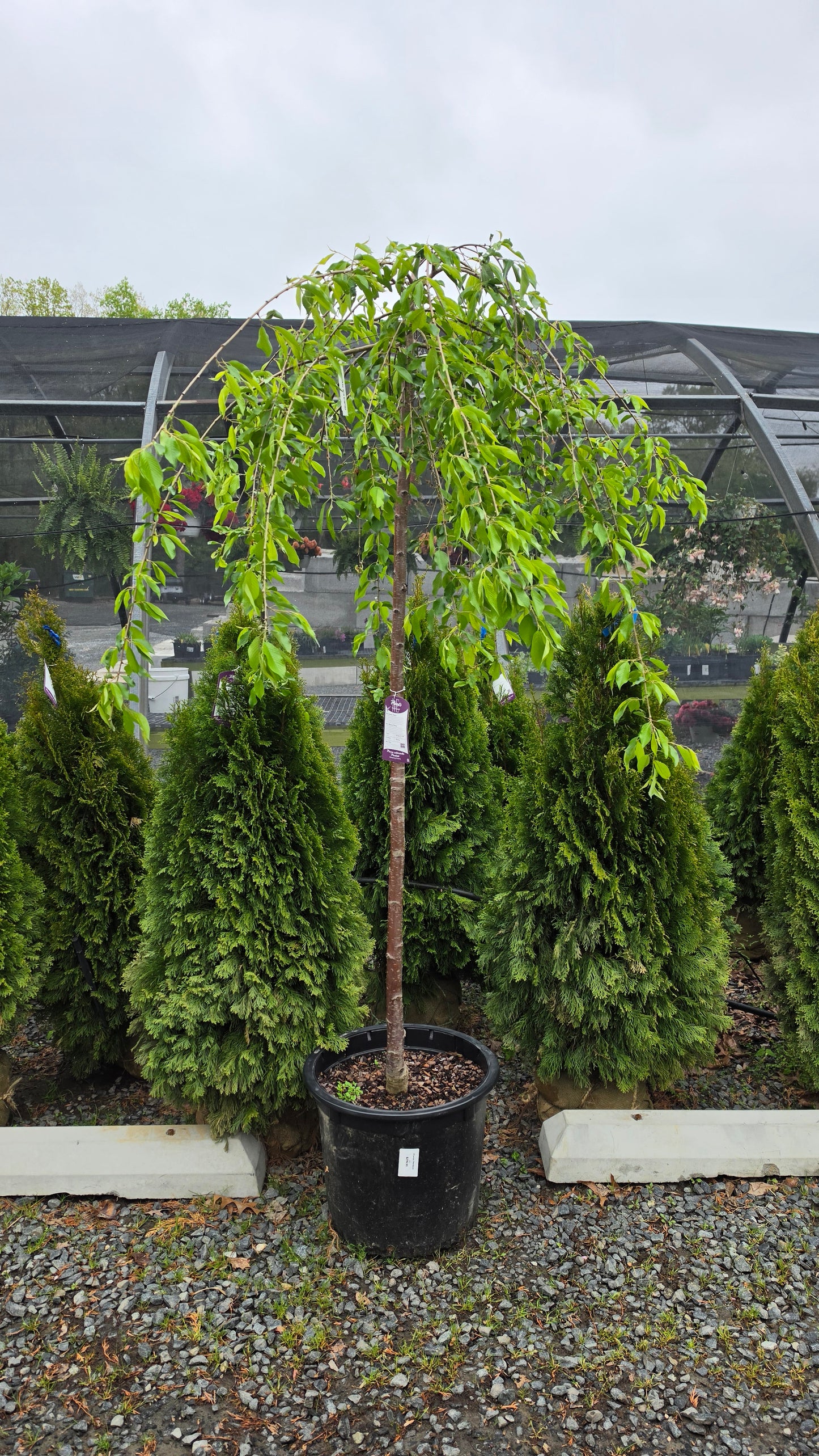 Prunus 'Pendula'
