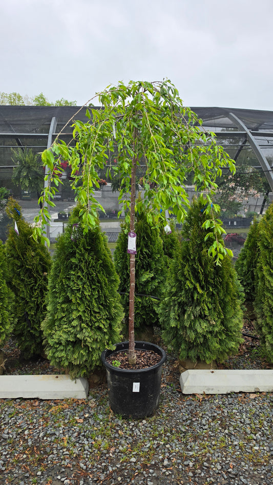 Prunus 'Pendula'