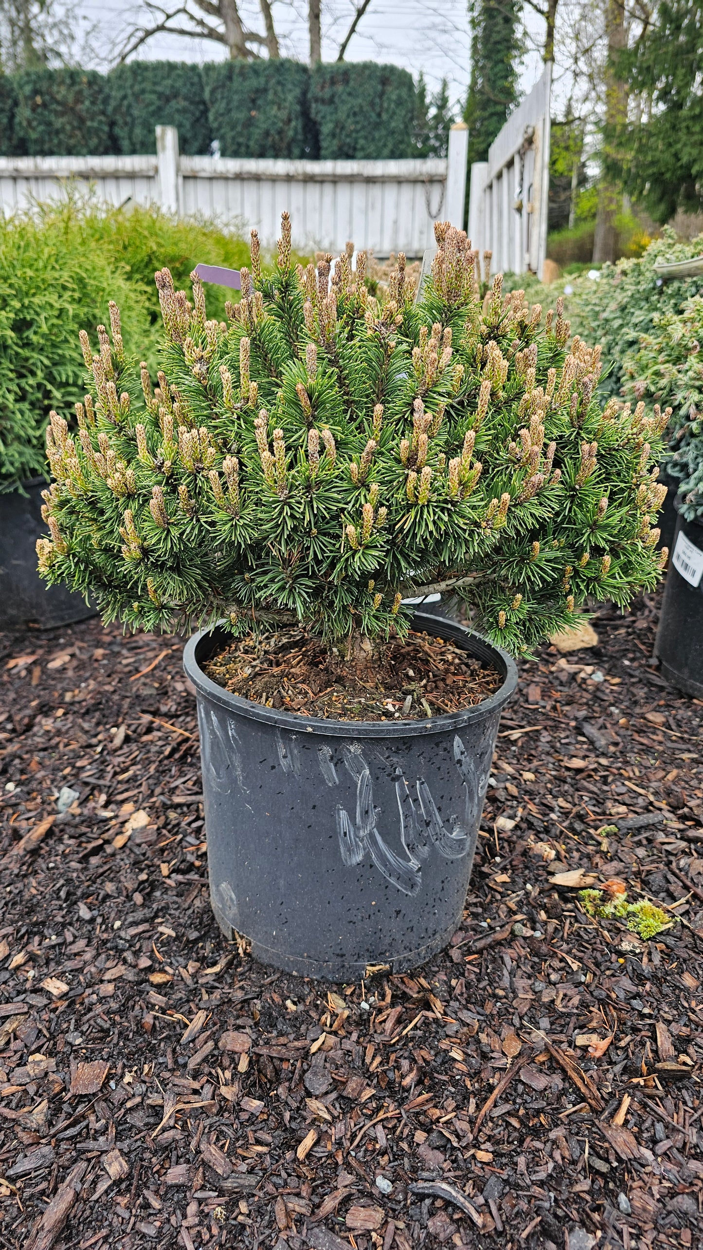 Pinus mugo 'Slowmound'