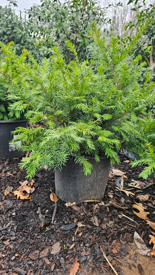 Taxus bacc. 'Repandens'