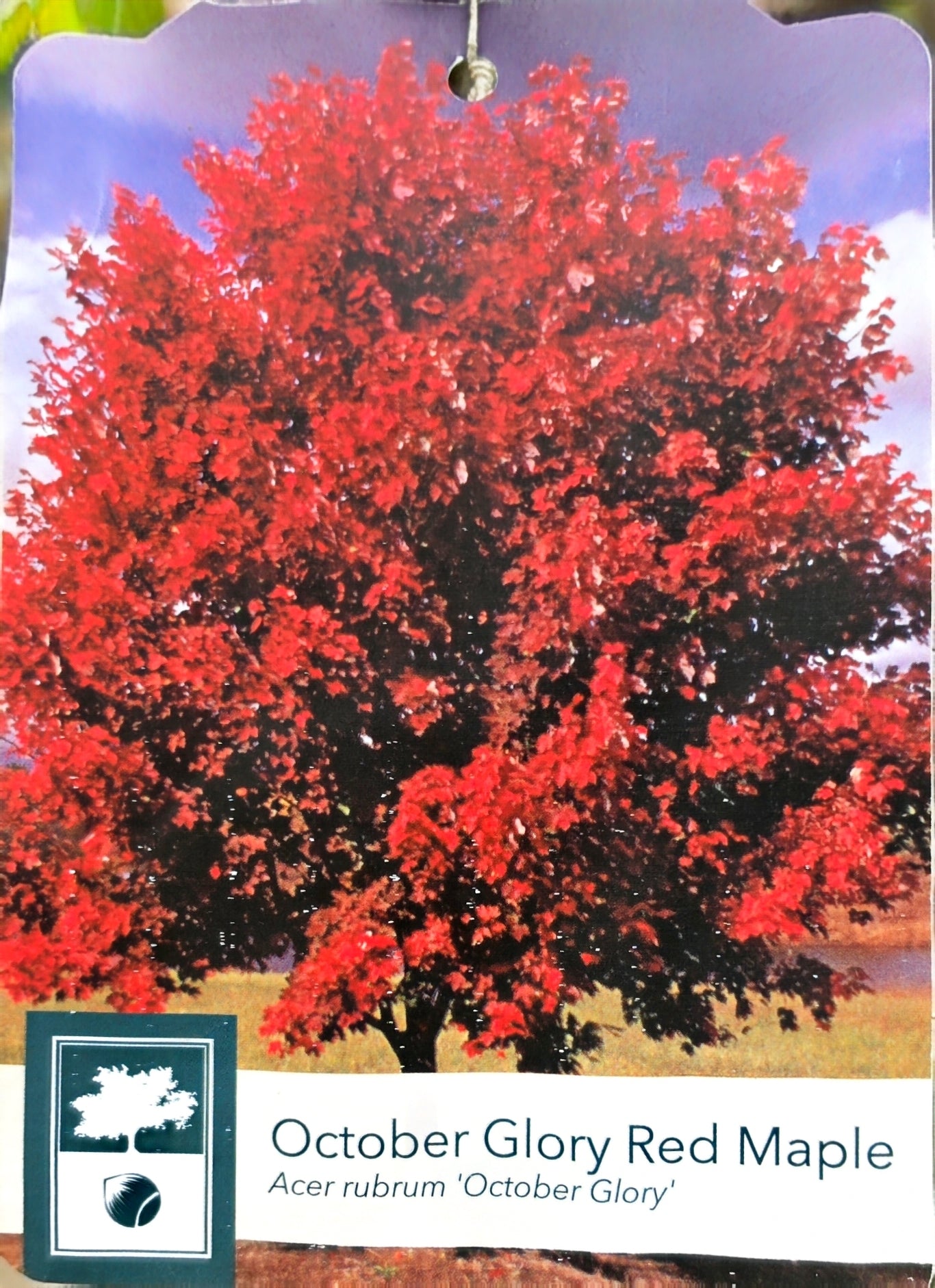 Acer rubrum 'October Glory' - Red Maple