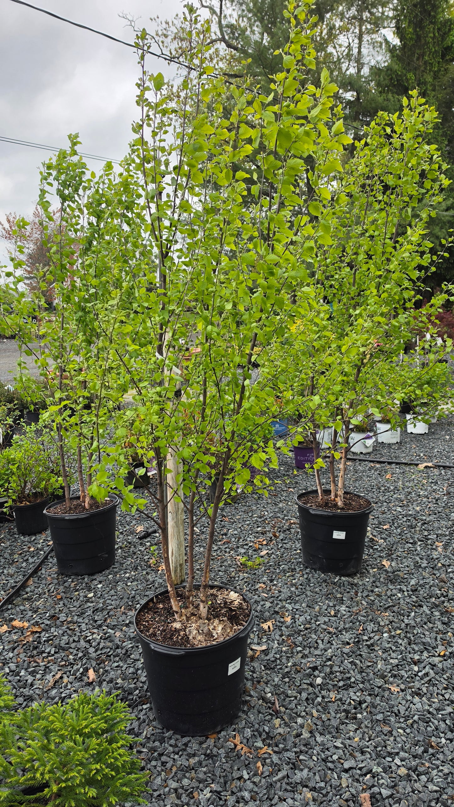 Betula Nigra 'Heritage'