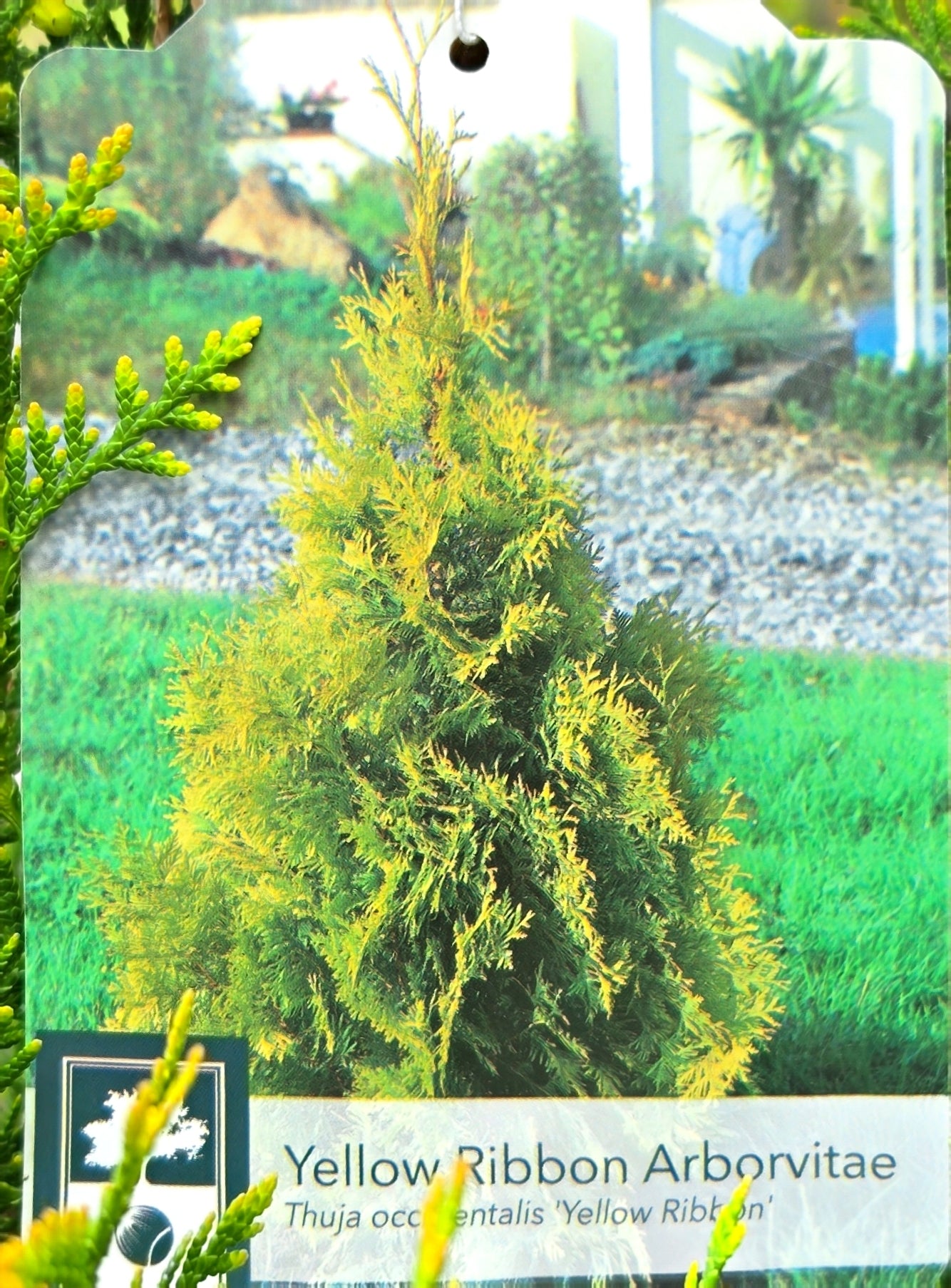 Thuja 'Yellow Ribbon' - Arborvitae Shrub