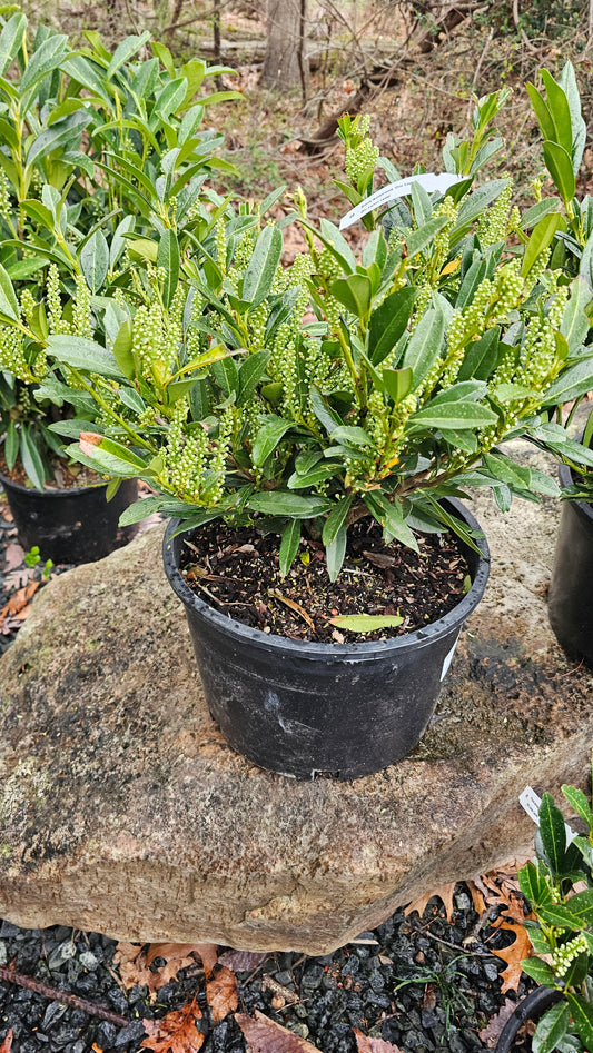 Prunus 'Otto Luyken' - Cherry Laurel