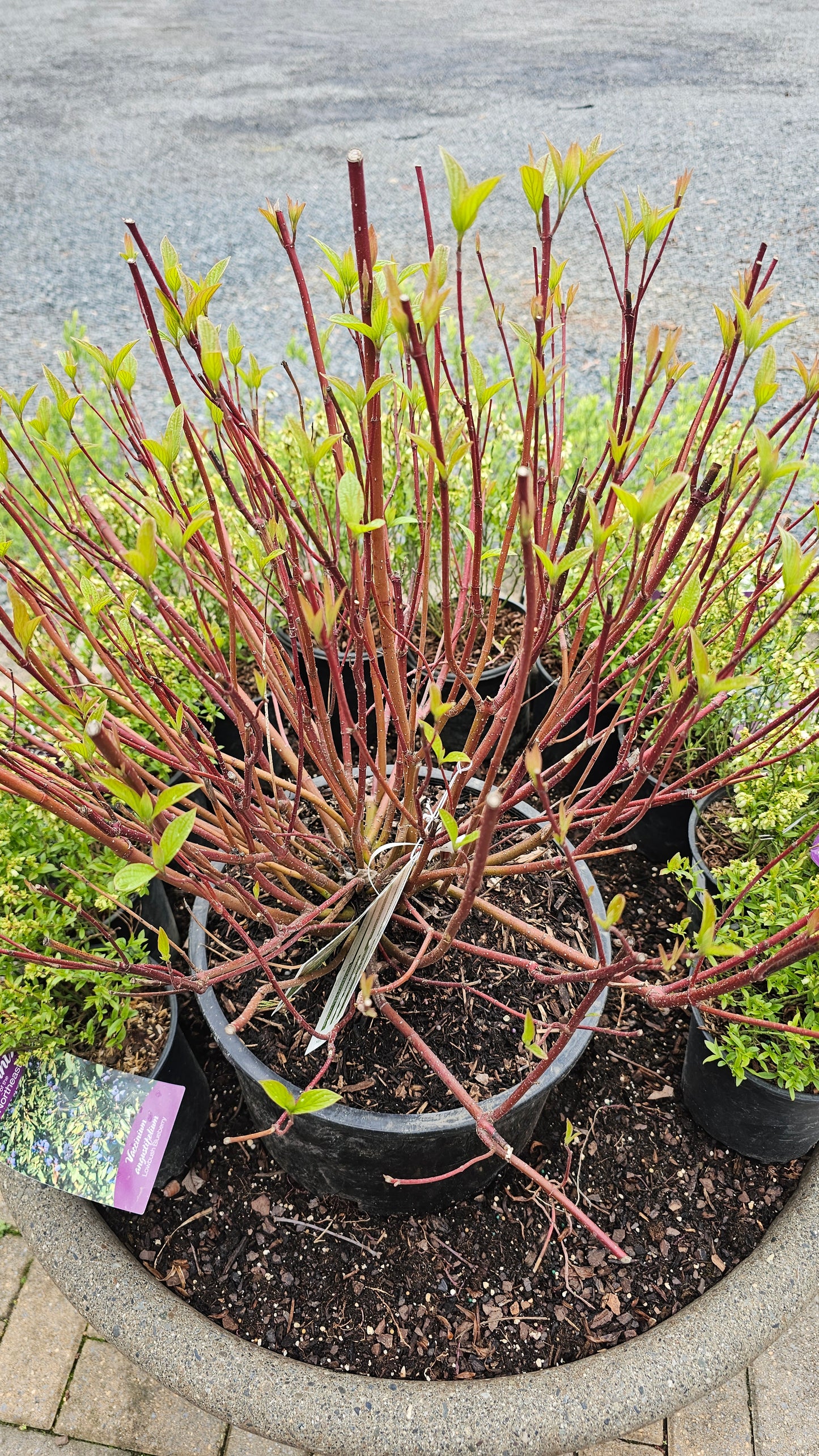 Cornus Artic Fire Red - Red Twig Dogwood