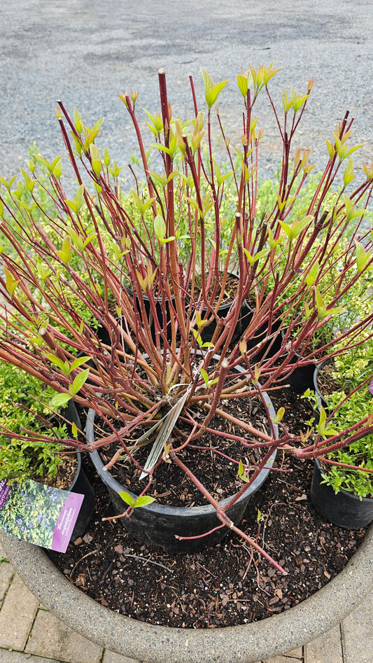 Cornus Artic Fire Red - Red Twig Dogwood