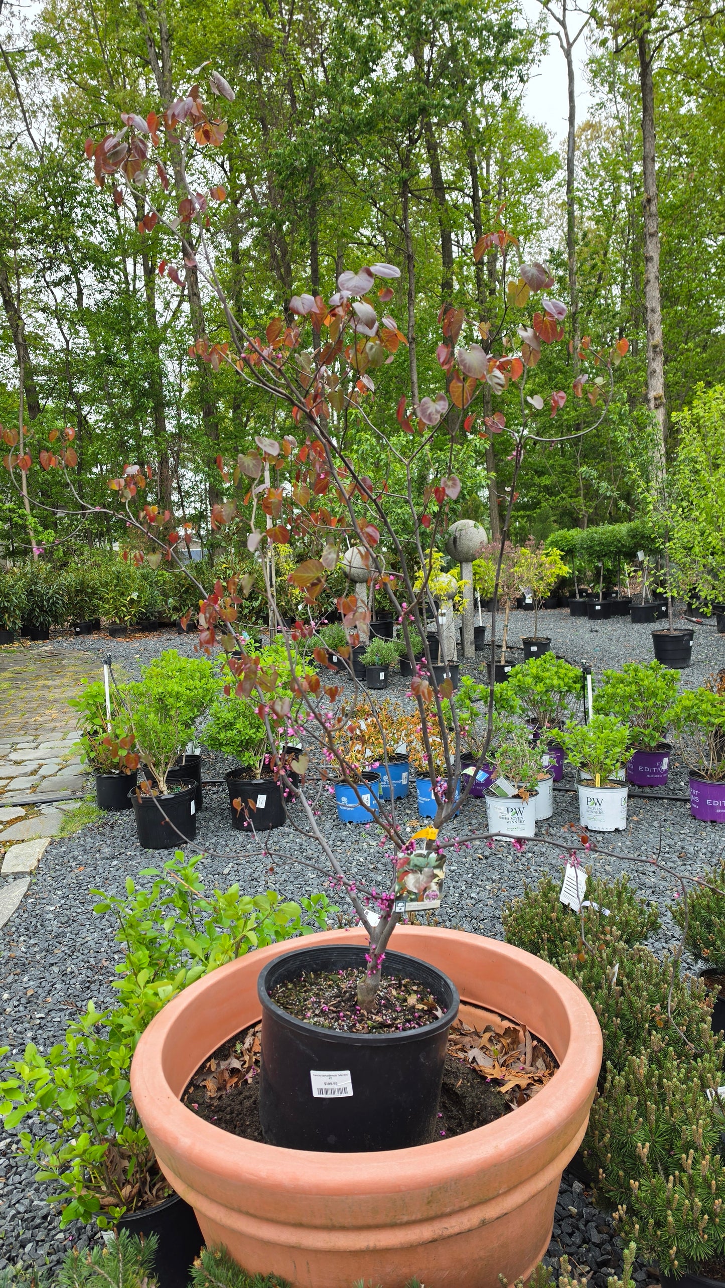 Eastern Redbud -  Cercis Canadensis