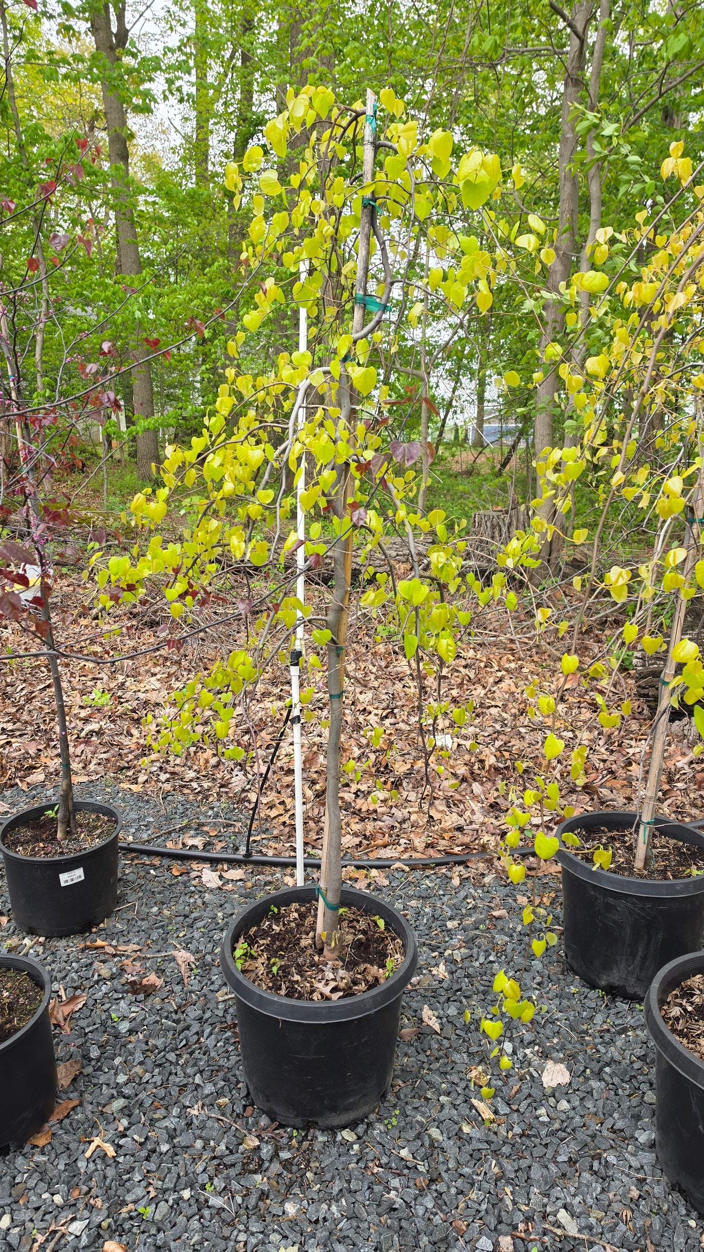 Eastern Redbud -  Cercis Canadensis