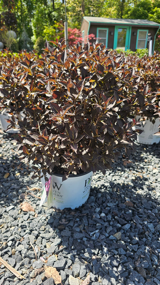 Weigela 'Very Fine Wine'