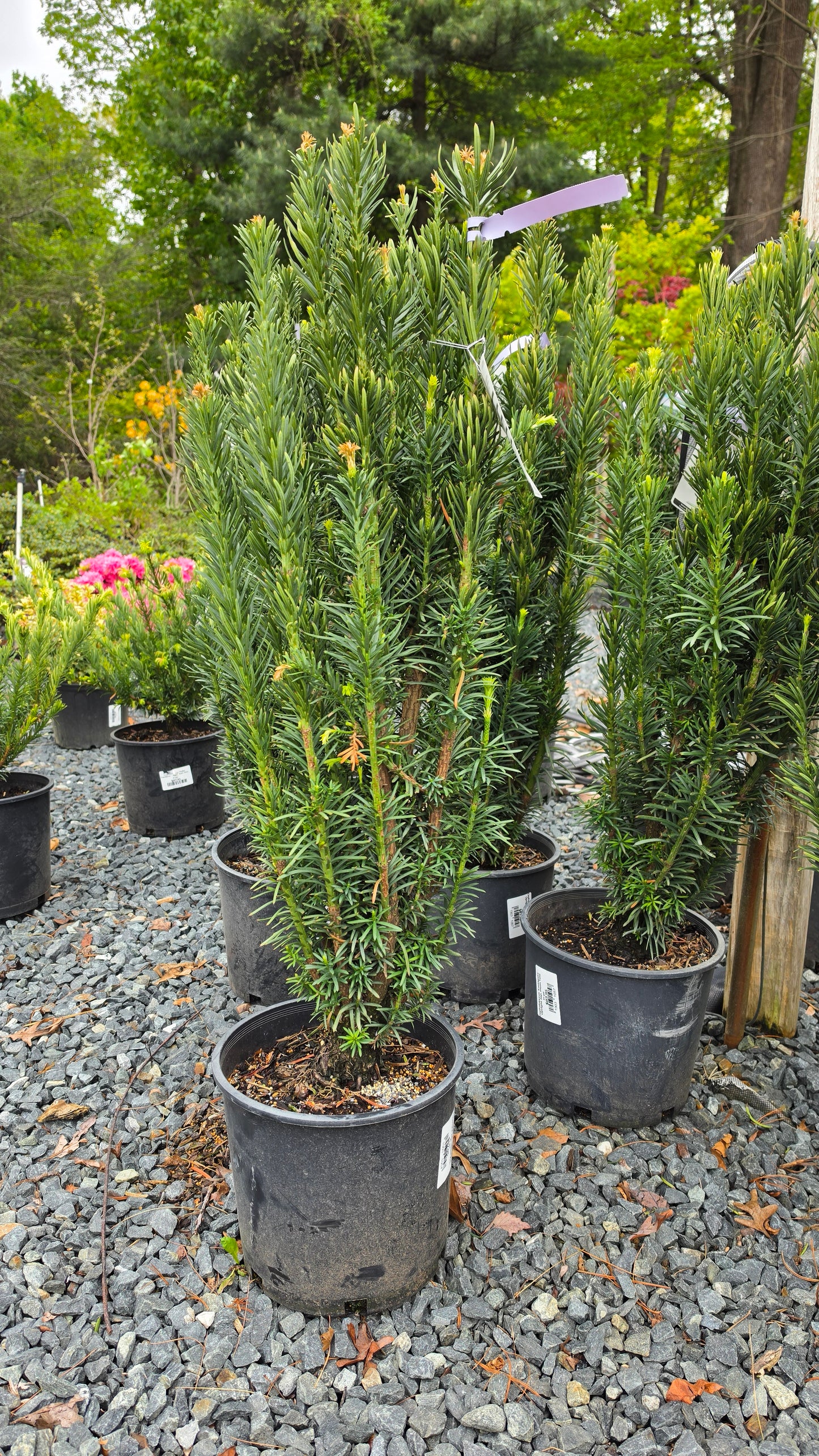 Cephalotaxus 'Fastigiata' - Upright Jap. Plum Yew