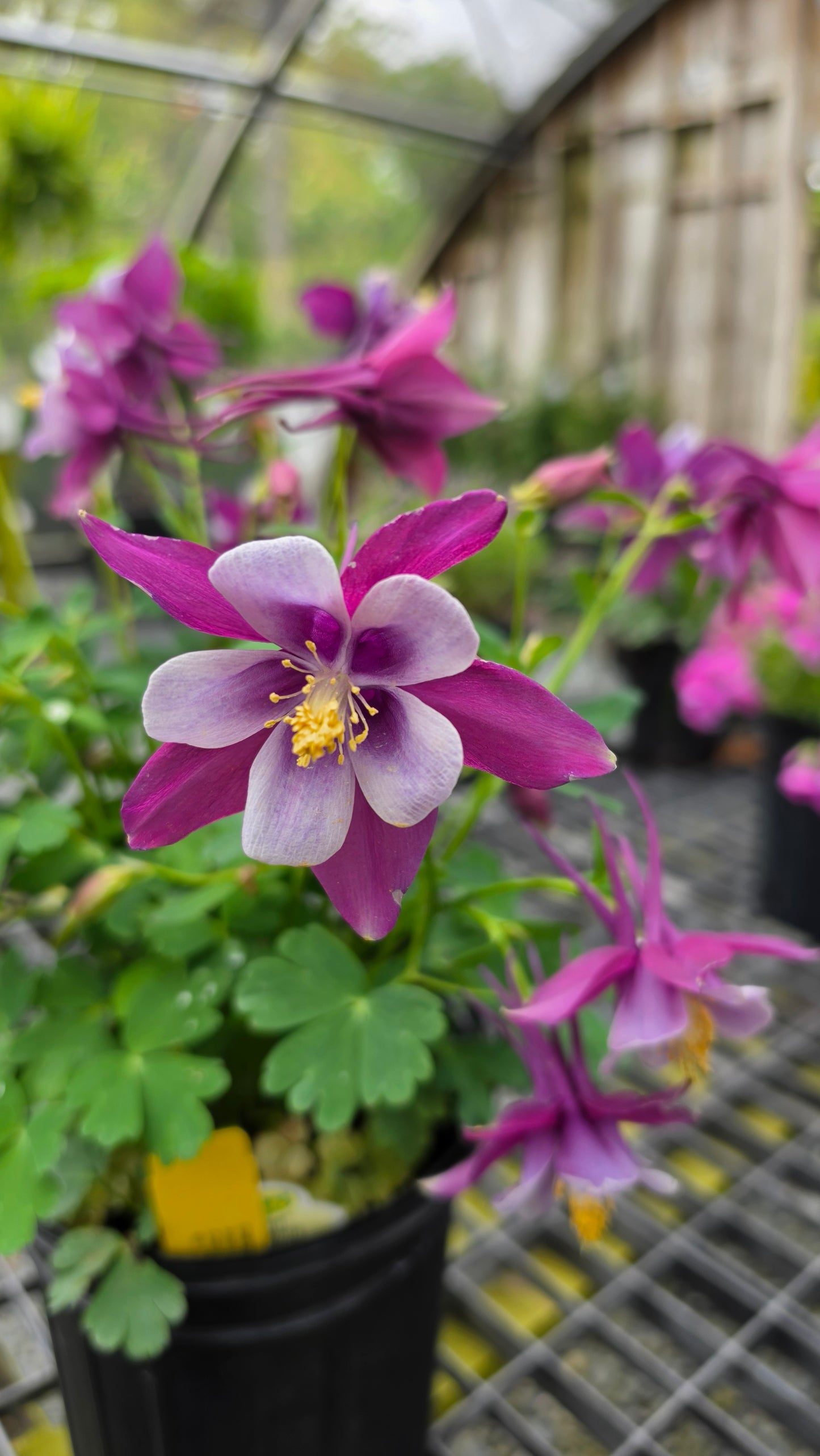 Aquilegia Earlybird 'Purple White'