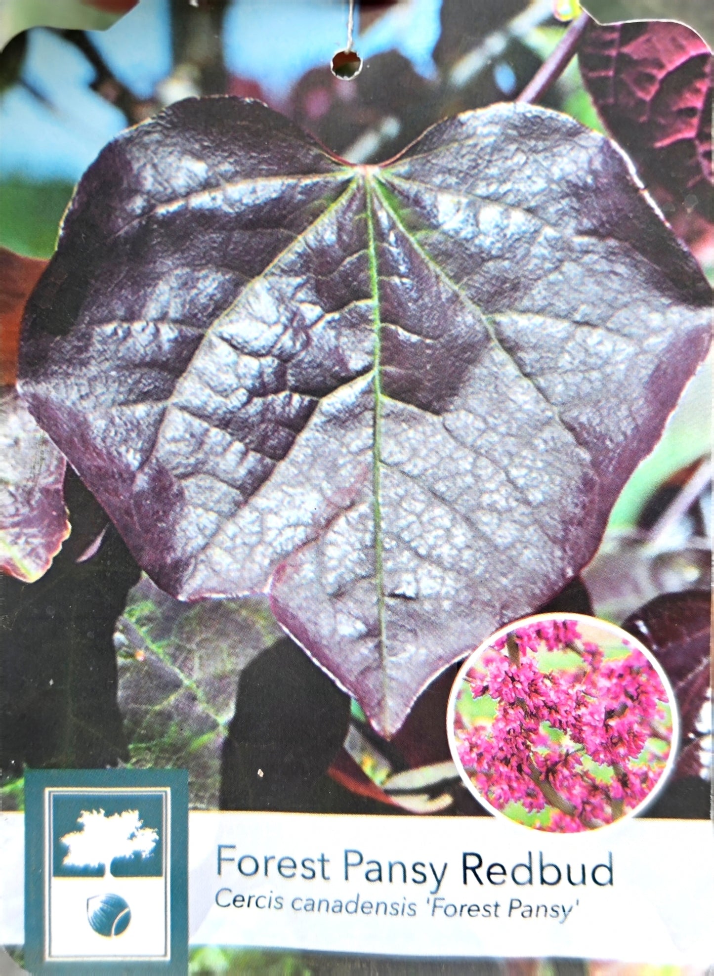 Eastern Redbud -  Cercis Canadensis