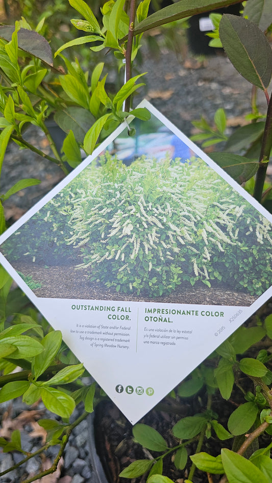 Itea 'Little Henry'