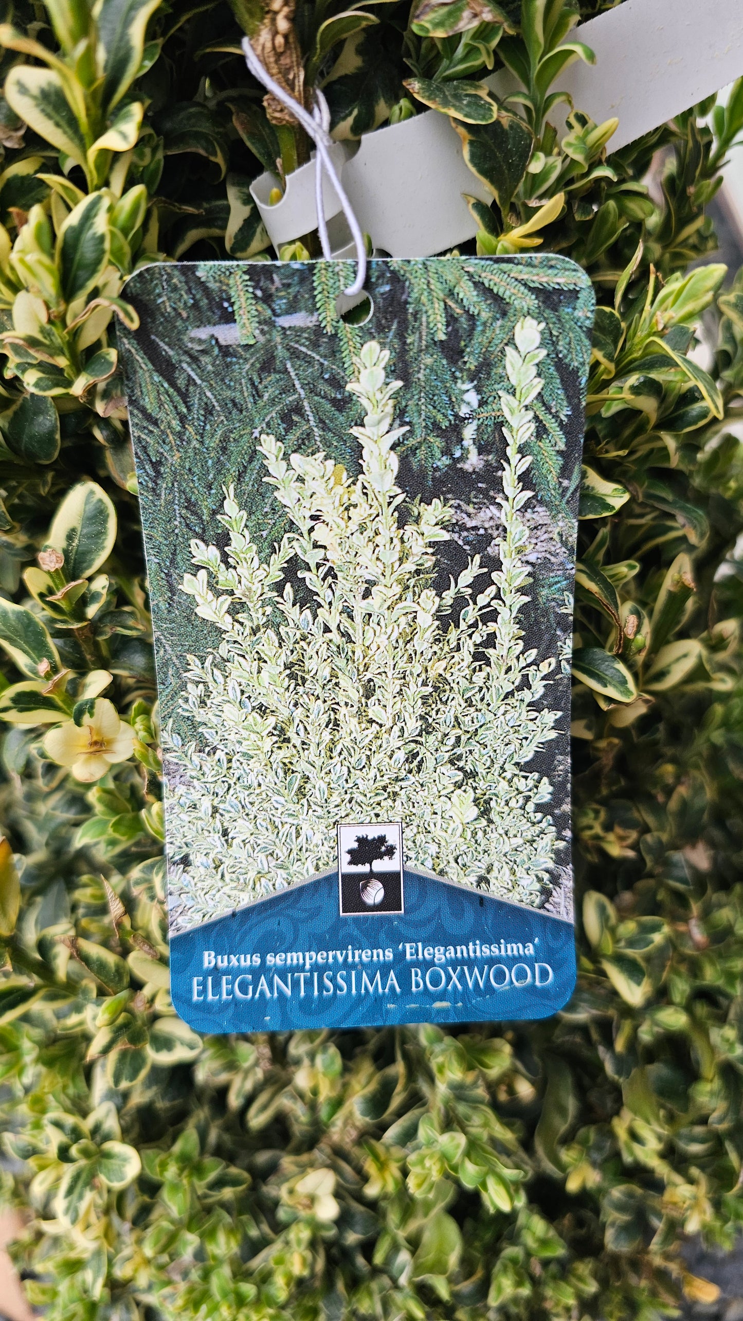 Buxus Semp. 'Elegantissima' - Pyramidal Boxwood - Variegated