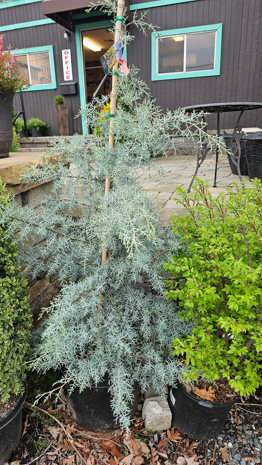 Cupressus glabra 'Blue Ice'  - Arizona Cypress